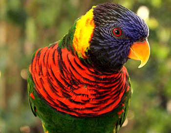 Colorful Parrot, colorful, beautiful, , parrot HD wallpaper