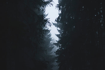 Trees, Sky, Dark, Fog, Branches, Outlines HD wallpaper