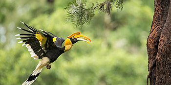 Great Hornbill, great, bird, forest, hornbill HD wallpaper