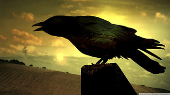 raven, bird, field, post HD wallpaper