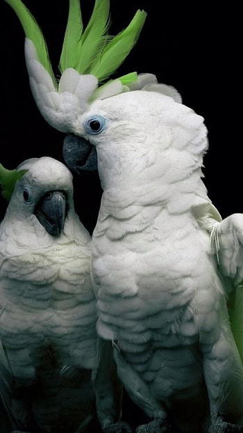 Cockatoo, Animals, Pinidea Pins by You HD phone wallpaper