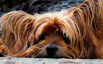 I miss you, dog, sad, beautiful, lovely HD wallpaper