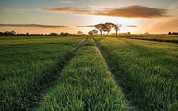 Nature, Sunset, Grass, Sky, Clouds, Summer, Wood, Road, Tree, Field, Evening, Traces, Juicy HD wallpaper