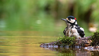 Great spotted woodpecker, Vibrant bird, Nature's color palette, Beautiful plumage HD wallpaper