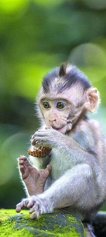 Animal monkey, Monkey HD phone wallpaper