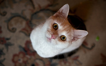 Animals, View From Above, Cat, Muzzle, Sight, Opinion HD wallpaper