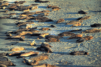 Walrus's, other, people, fun, beach HD wallpaper