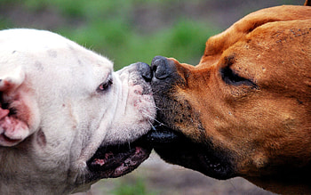 Animals, Dogs, Muzzle, Kiss, Fight, Muzzles, Skirmish HD wallpaper