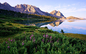 Morning light in the Sierra Nevada, landscape, flowers, water, sunrise, lake, reflections HD wallpaper
