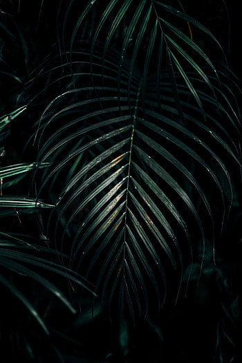 Leaves, Plant, Dark, Carved HD phone wallpaper