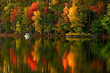 Autumn Trees, reflection, , trees, autumn, beautiful HD wallpaper