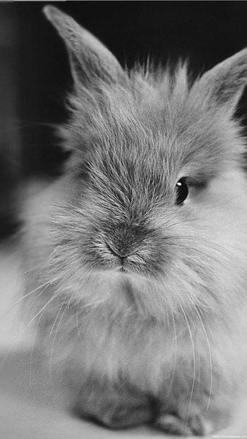 Rabbit HD phone wallpaper