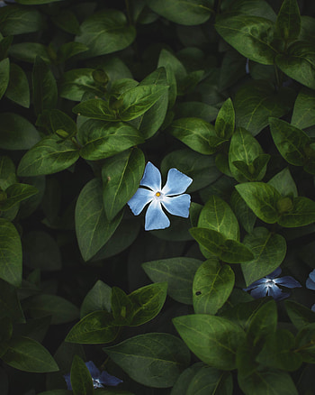 Leaves, Flower, Plant, Macro, Bloom, Flowering, Contrast HD phone wallpaper