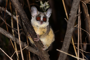 Southern lesser galago, Bush Baby (Galago) HD wallpaper