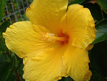 Yellow Hibiscus, petals, yellow, flower, nature, hibiscus, large HD wallpaper