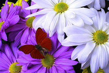 ✿⊱•╮Butterfly & Daisies╭•⊰✿, white, graphy, lovely still life, daisies, purple, love four seasons, butterfly designs, nature, flowers HD wallpaper