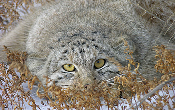 Animals, Grass, Muzzle, Pallas' Cat, Manul, Peek Out, Look Out HD wallpaper