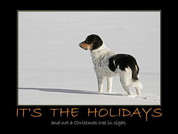 It's the Holidays, dog, notree, holiday, snow HD wallpaper