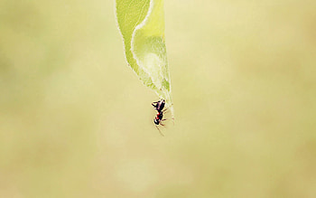 Grass, Background, Macro, Faded, Ant HD wallpaper