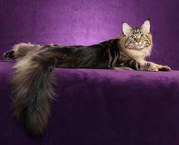 Animals, Cat, Fluffy, Tail, Maine Coon, Maine HD wallpaper