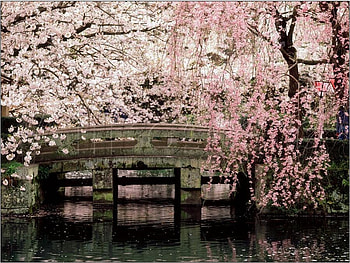 WALK ABOUT BRIDGE, bridge, trees, flowering, walk HD wallpaper
