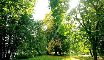 intense green hain, sky, sun, green, tree HD wallpaper