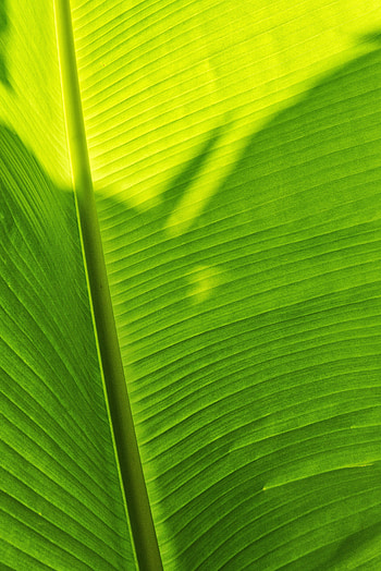 Plant, Macro, Sheet, Leaf, Shadow HD phone wallpaper
