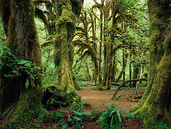 Nature, Trees, Fern, Moss HD wallpaper