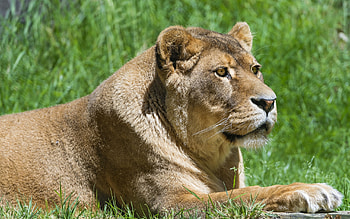 Lioness, animal, cat, feline HD wallpaper