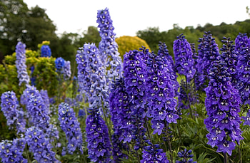 Flowers, Greens, Polyana, Glade, Dolphinium, Delphinium HD wallpaper
