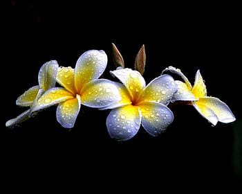 Frangipani, White, Flowers, Plumeria, Drops HD wallpaper