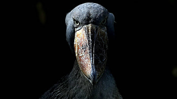 Animals, Feather, Bird, Beak, Eyes HD wallpaper