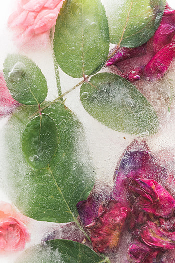 Flowers, Roses, Leaves, Ice, Frozen HD phone wallpaper