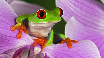 Red-eyed tree frog , Full , backgrounds, Animal graphy HD wallpaper