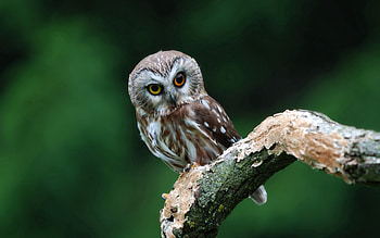 Animals, Leaves, Owl, Bird, Sight, Opinion HD wallpaper