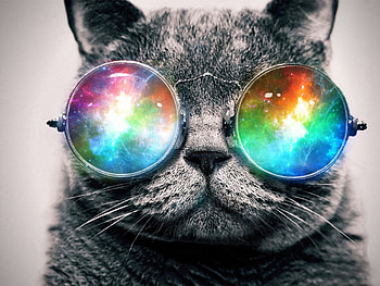 Trippy Cat HD wallpaper