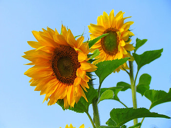 My garden, summer, bluesky, harvest, fall HD wallpaper