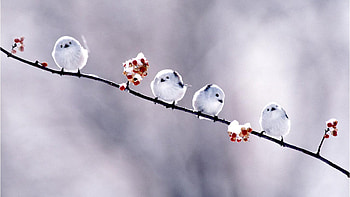 Cute Babies, other, nature, birds, animals HD wallpaper