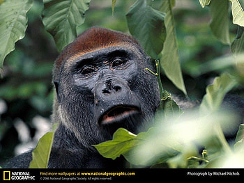 Western Lowland Gorilla Watching, gorilla, primates, animals HD wallpaper