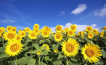 Flowers, Sunflowers, Sky, Clouds, Field, Sunny HD wallpaper