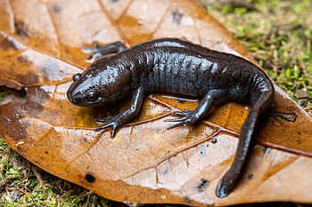 Mole salamander, Salamander HD wallpaper