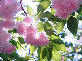 Spring, cute, beautiful, pink, flower, green, nature, flowers, , lovely HD wallpaper