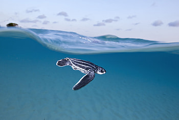 Dermochelys coriacea, Sea Turtles HD wallpaper