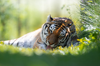 Tiger, animal, kitten, cat HD wallpaper