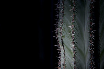 Plant, Macro, Cactus, Thorns, Prickles HD wallpaper