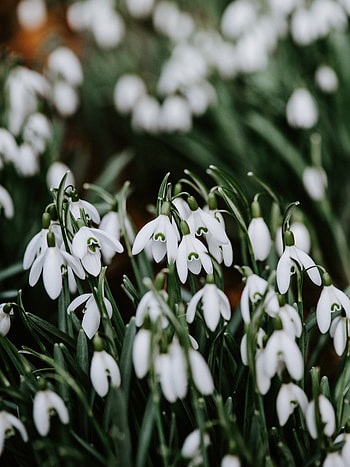 Snowdrop, plants, bloom HD phone wallpaper