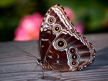 Are You Ready, white, day, brown, wood, butterfly, animals, nature, spots HD wallpaper