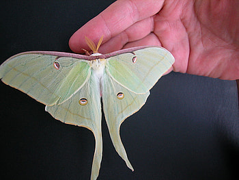 Luna Moth, night, butterfly, moth, hand HD wallpaper