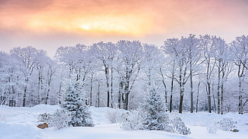 Beautiful Winter Scenery Snow Covered Frozen Trees Forest During Sunset Winter HD wallpaper