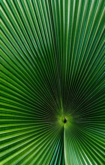 Macro, Surface, Palm, Sheet, Leaf HD phone wallpaper